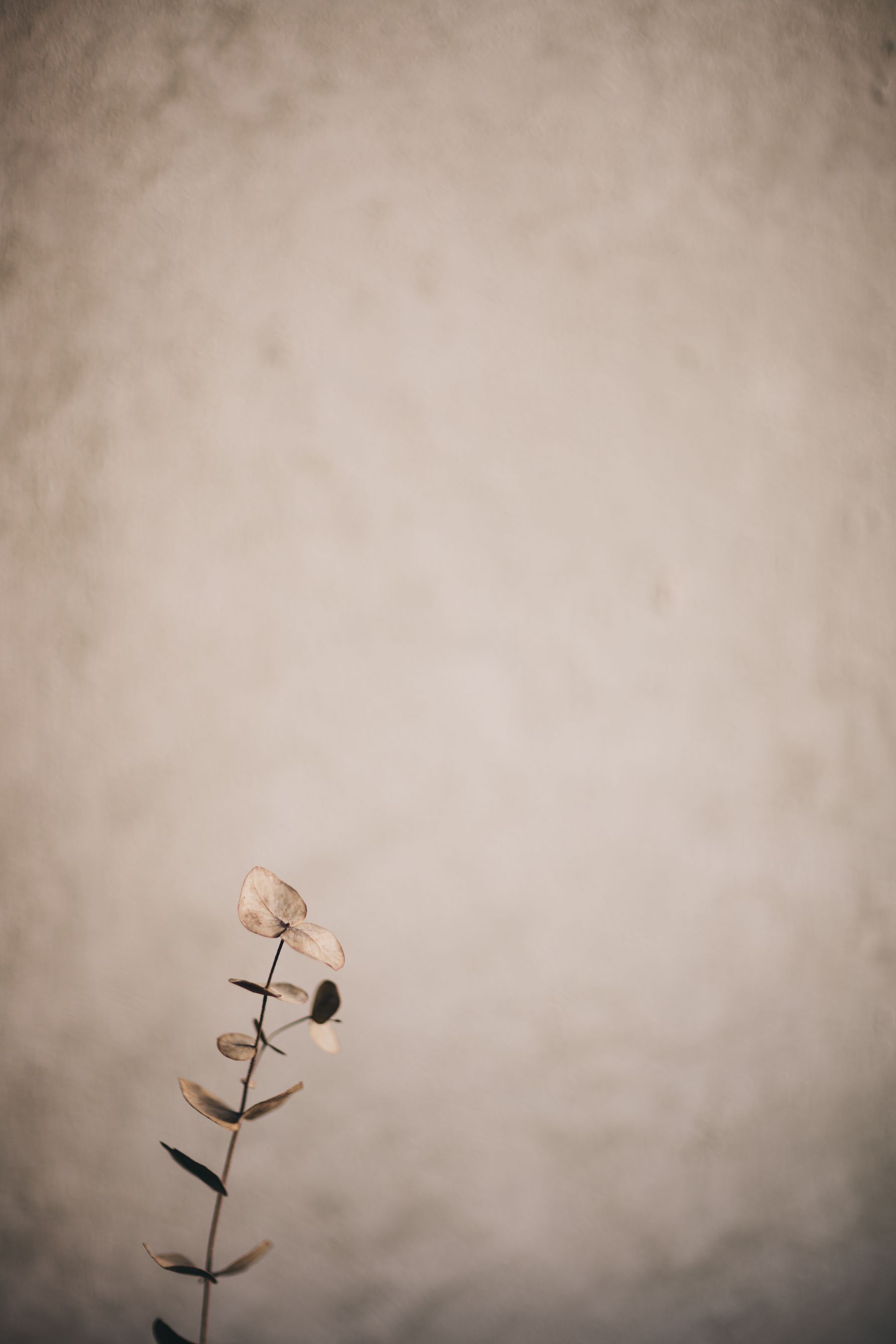 A dried botanical branch against a warm textured wall
