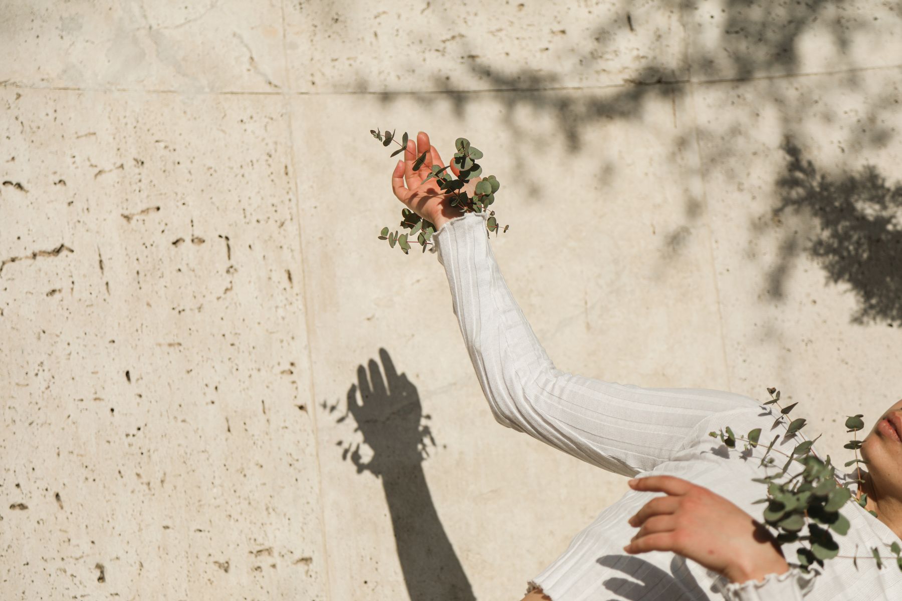 A hand holding a botanical branch, casting a soft shadow on a warm wall