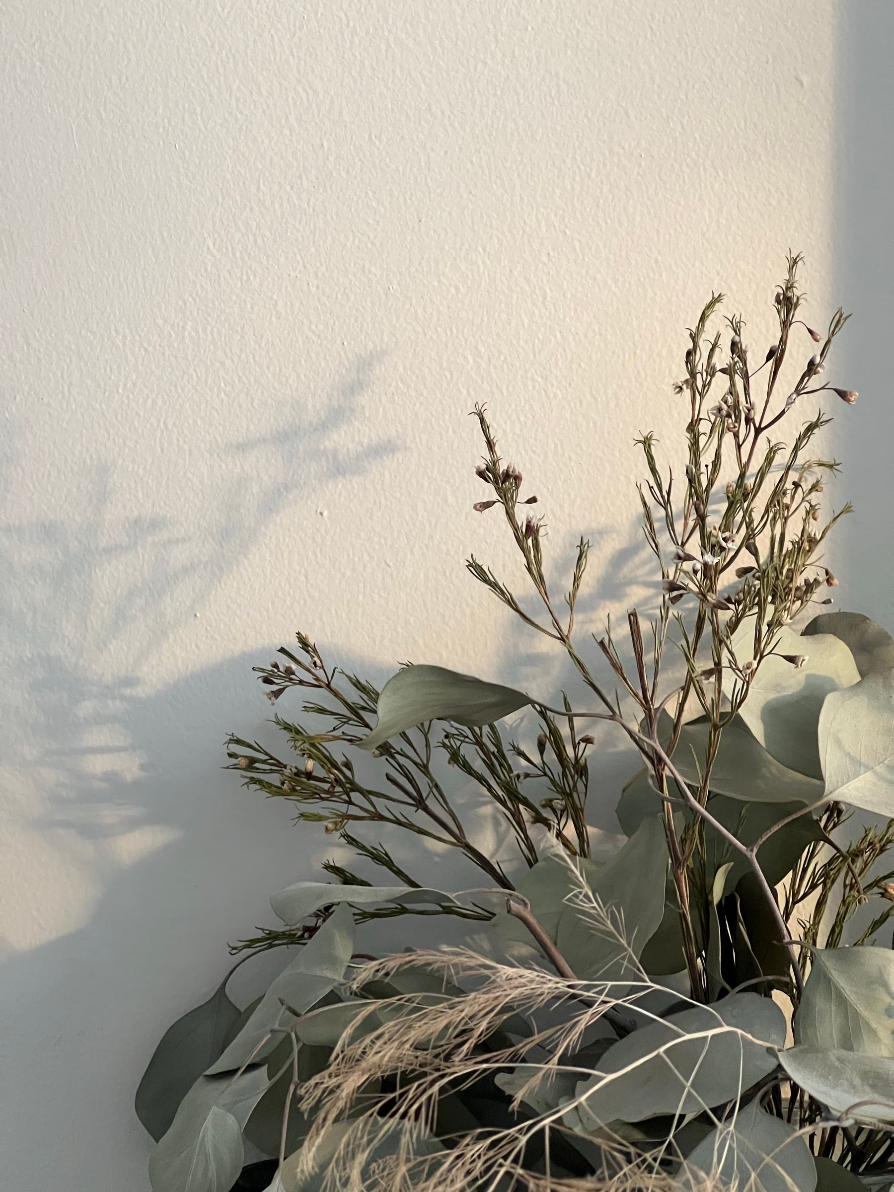 Soft botanical shadows falling across a warm sunlit wall